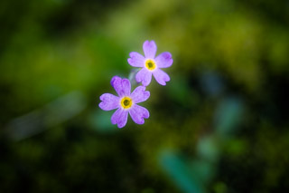 Forget-me-not Pairing