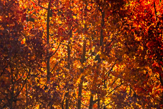 Fiery Aspen