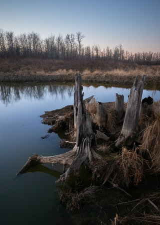 Beaverpond Forest Remains