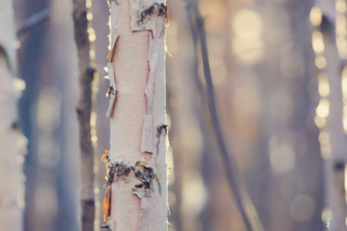 Soft Colors of Birchbark
