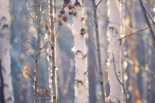 Soft Colors of Birch