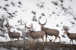 Deer Family