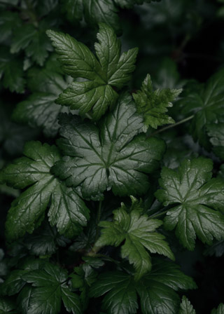 Leaf Gloss