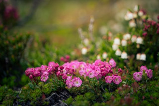 Alpine Laurel Patch