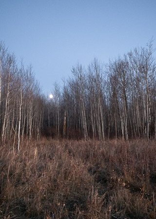 Trail Cradling Moon