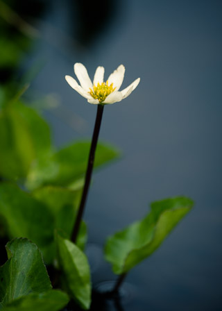 Marsh Marigold Portrait