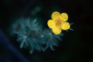 Cinquefoil Rising