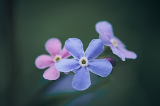 Forget-Me-Not Variety