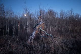 Moon Over Succession