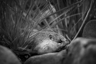 Meadow Mouse