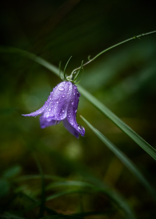 Dewy Harebell