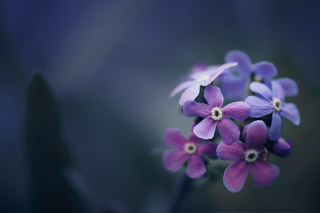 Forget-Me-Not Boquet