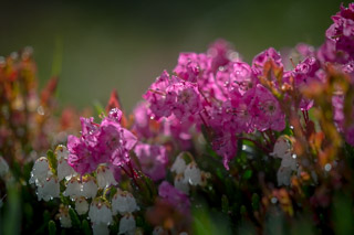 Alpine Laurel Over Bell Heather