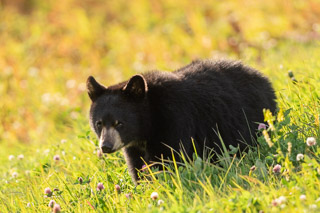 Bashful Blackbear