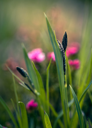 Spring Grass in a Mountain Meadow