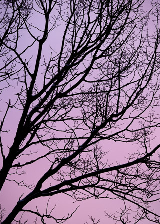 Pink Mosaic