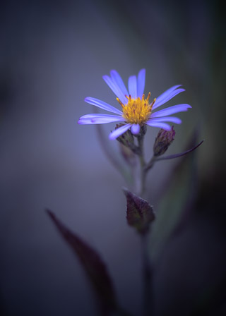 Aster in Purple