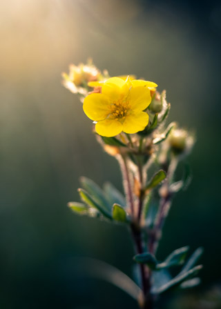 Cinquefoil in the Sun