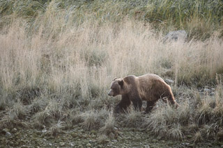 Grizzly on Grassy Shore
