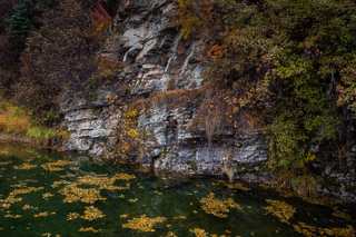 Floating Leaves in Arctic Oasis