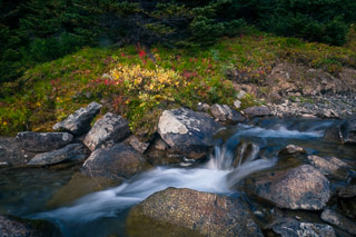 Spark of Fireweed Over the Stream