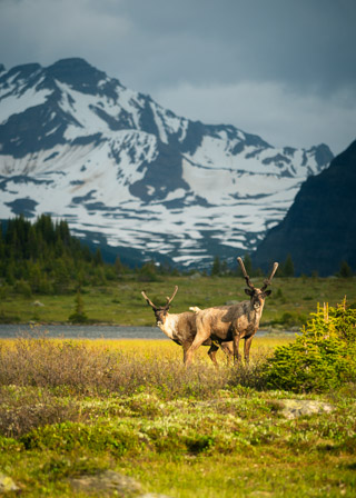 Alert Caribou