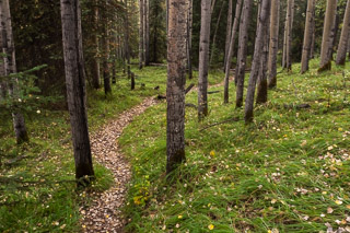 Path Through Grassy Poplars