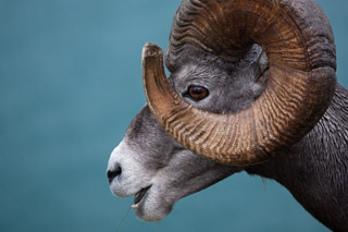 Bighorn Profile