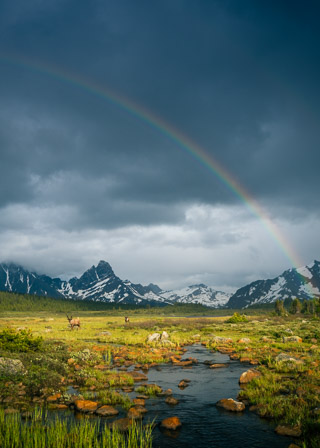 Curious Caribou Under Rainbow