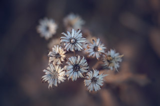 Mostly Seeded