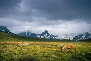 Caribou Golden Hour Grazing