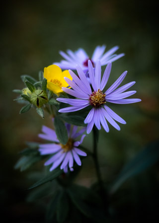 Asters and Cinquefoil