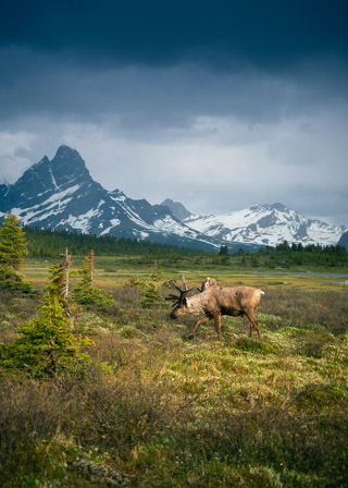 Tonquin Caribou