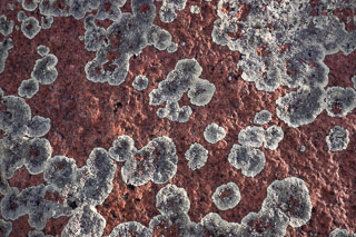 Speckled Lichen on Red Rock