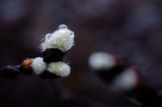 Surface Tension and Fuzz