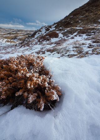 Winter Juniper in Grasslands