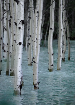 Flooded Aspen