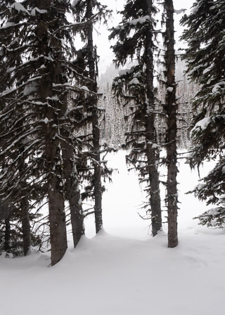 Spruce Fence