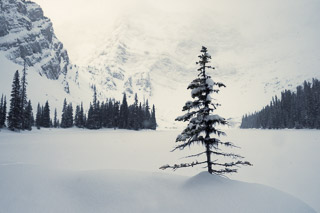 Rawson Spruce