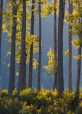 Cottonwood Curtain II