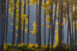 Cottonwood Curtain I