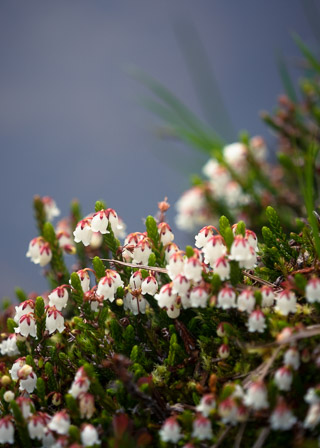 White Bells Over Water