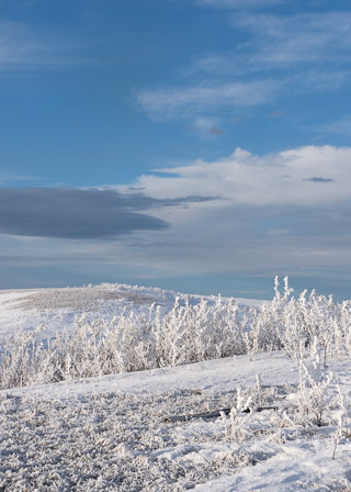 Hoarfrost Scrub In Grasslands