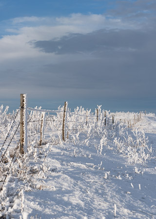 Sun, Fence, and Frost