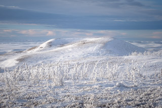Buck in a Frosted Landscape