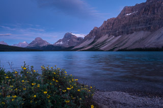 Cinquefoil At Dusk