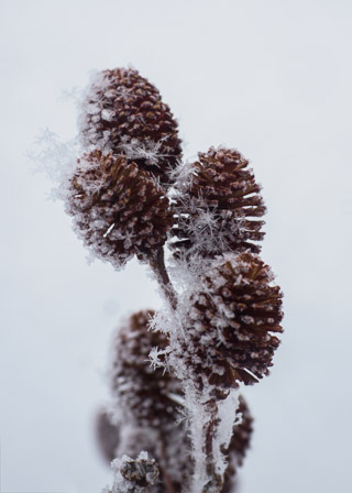 Catkins Catching Snowflakes