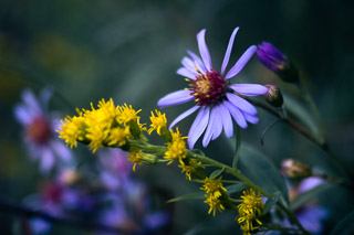 Asters and Goldenrod