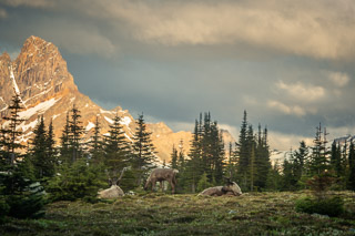 Caribou Settling Down for Night