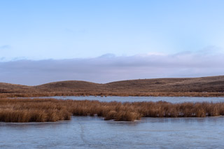 Reeds in Frozen Prairie Pond
